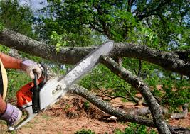 Oakley, CA Tree Care Company