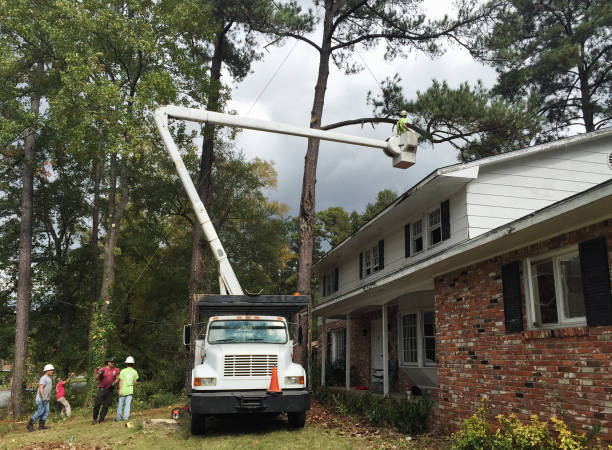 How Our Tree Care Process Works  in  Oakley, CA