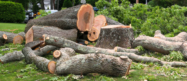 Best Tree Trimming and Pruning  in Oakley, CA