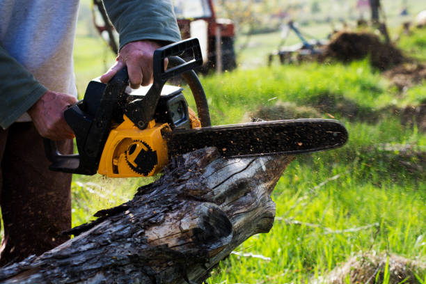 Seasonal Cleanup (Spring/Fall) in Oakley, CA